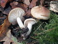 Hygrophorus arbustivus